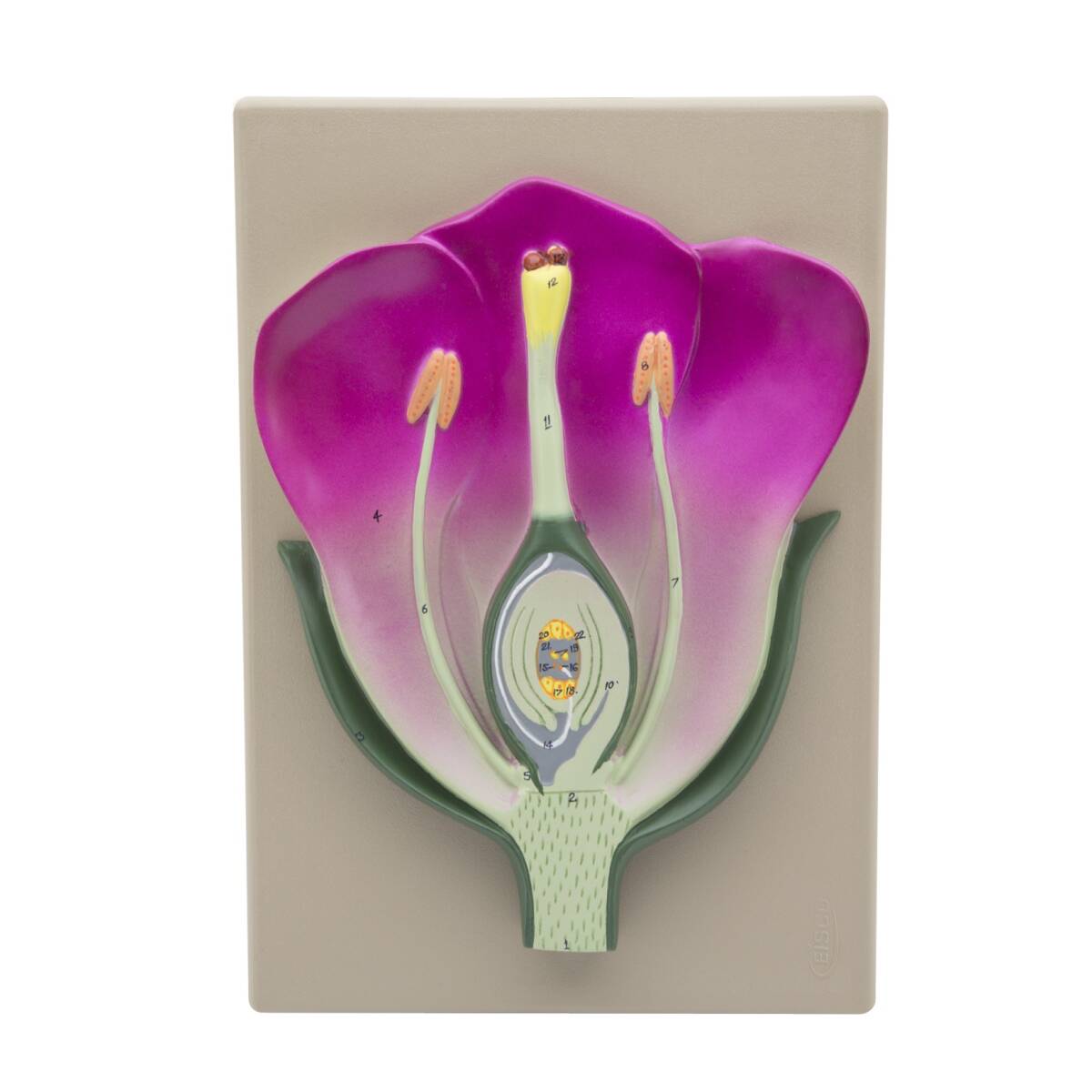MODELLO FIORE - IMPOLLINAZIONE