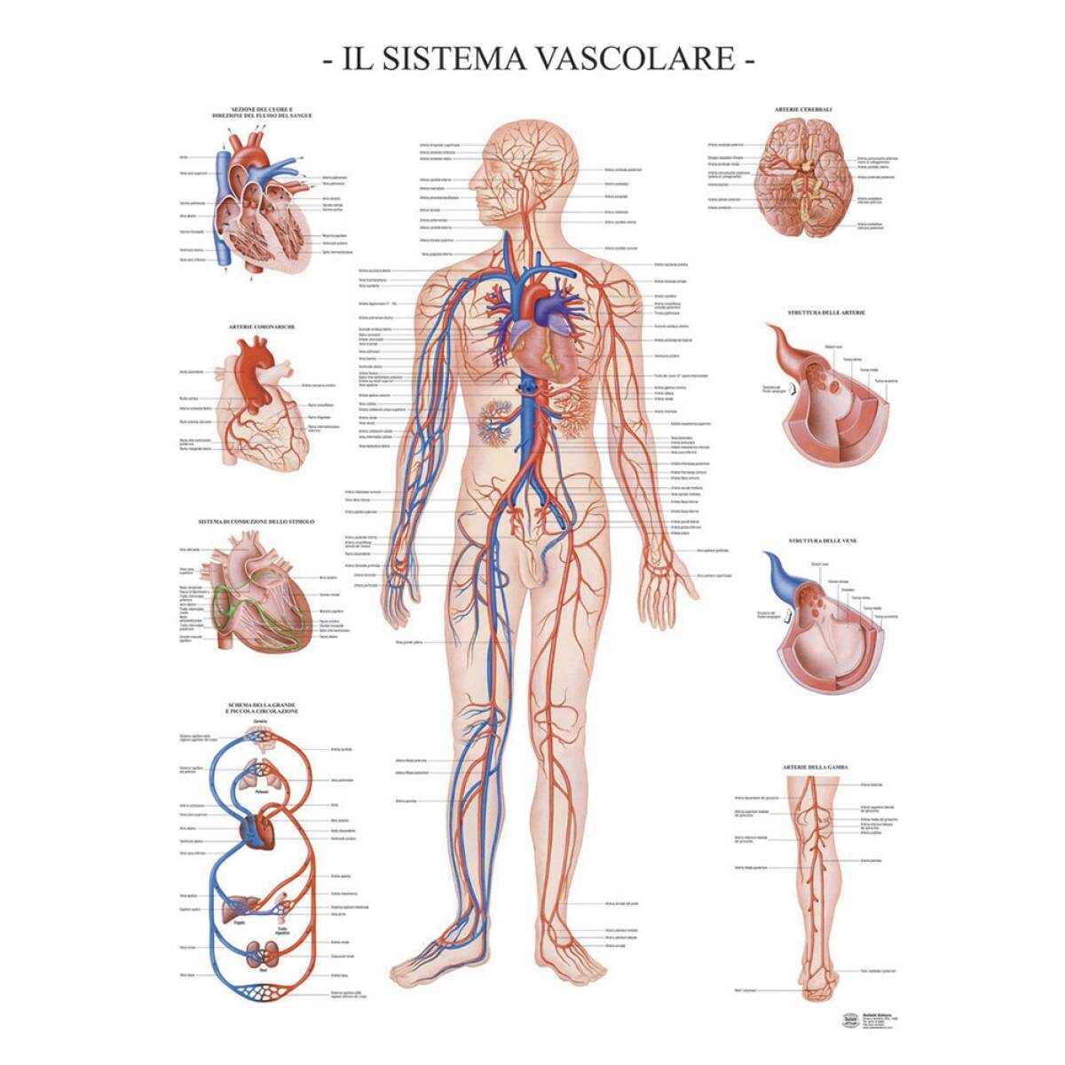 POSTER SISTEMA VASCOLARE DELL'UOMO
