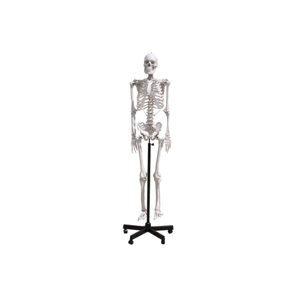 SCHELETRO UMANO 170CM