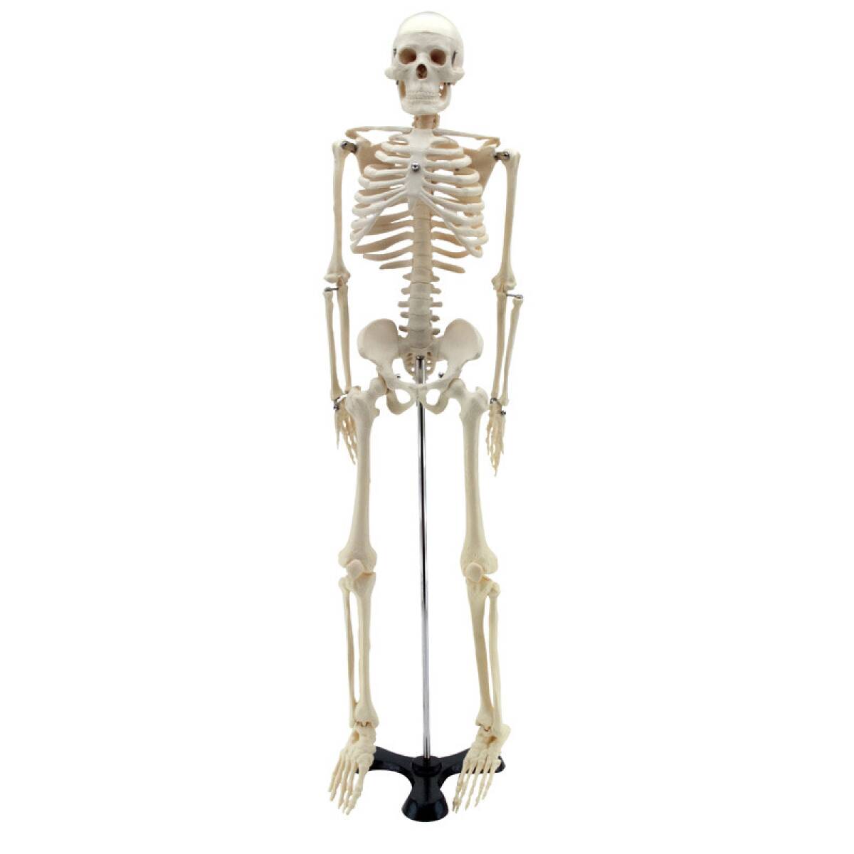 MINI SCHELETRO UMANO 85 CM