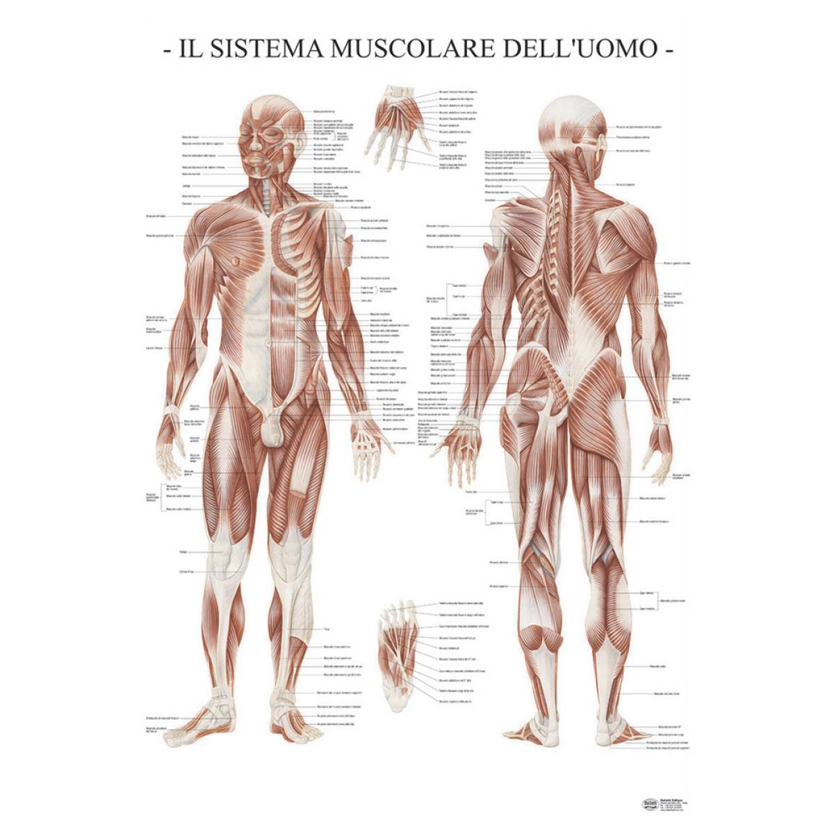 POSTER SISTEMA MUSCOLARE UOMO