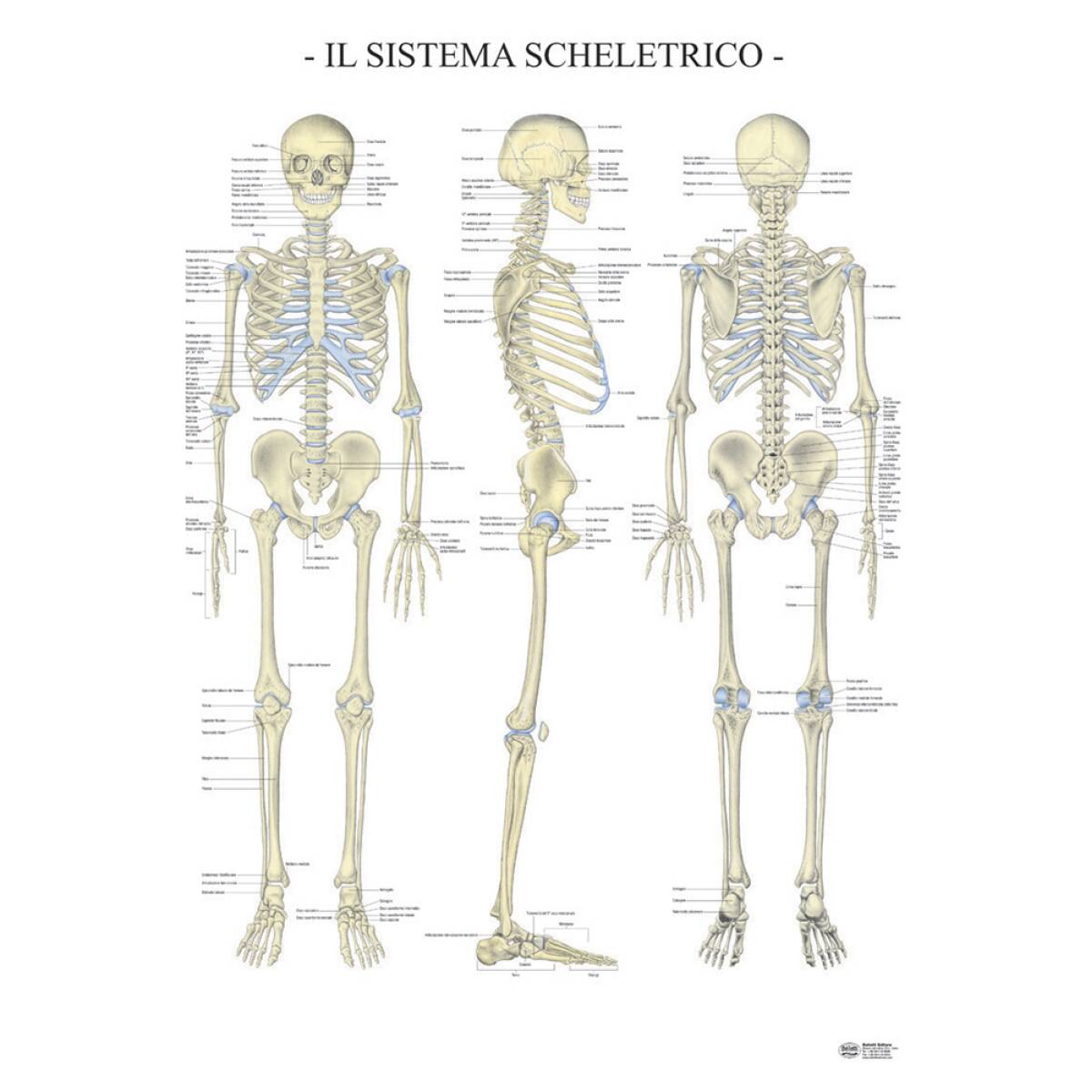 POSTER LO SCHELETRO UMANO