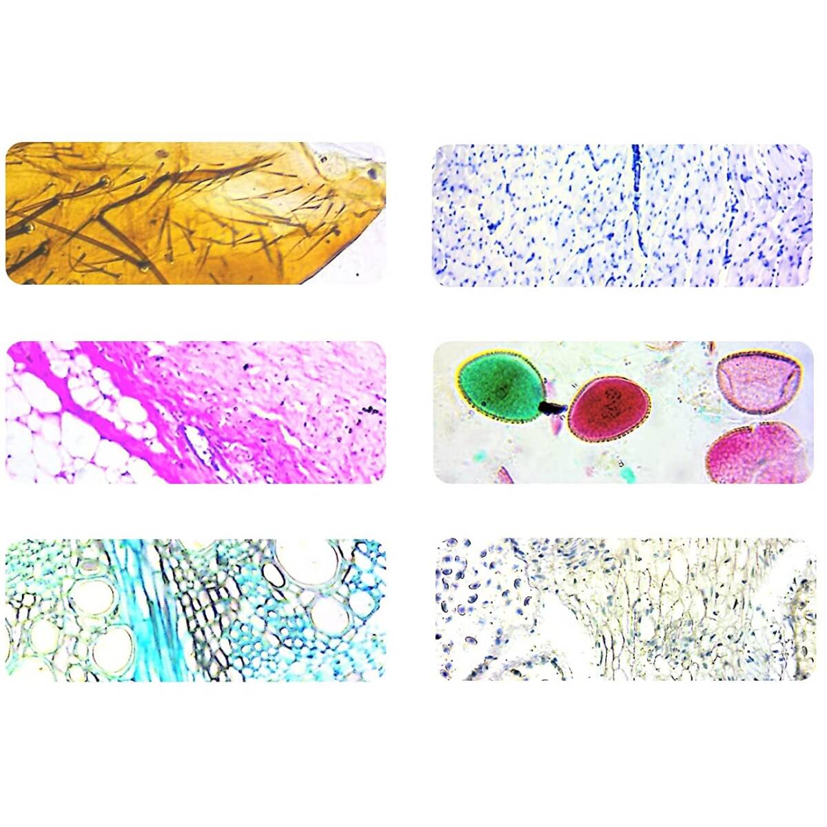VETRINI: LA RIPRODUZIONE DELLE CELLULE