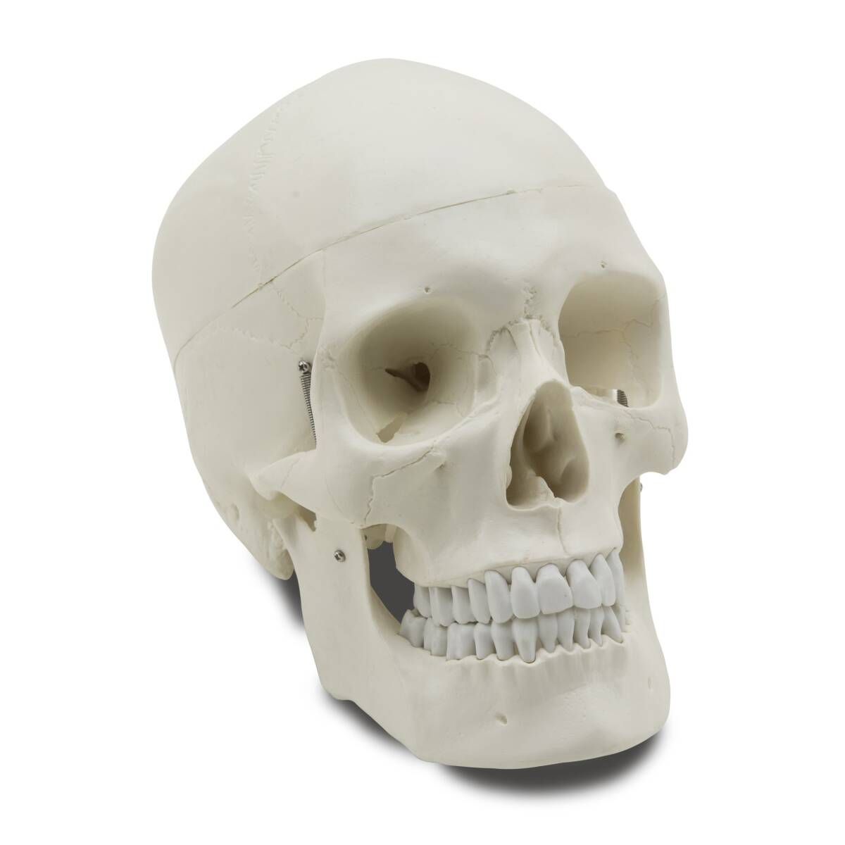 CRANIO UMANO